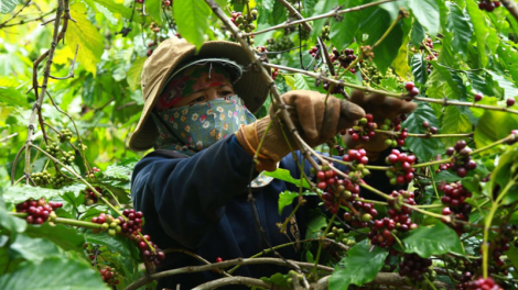 Đắk Lắk: Thiếu nhân công thu hái cà phê