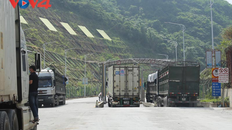 Lào Cai đón hơn 1 nghìn xe tải chở vải thiều từ vùng dịch đi xuất khẩu