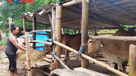 Kon Tum: Dịch bệnh viêm da nổi cục trên đàn trâu, bò lây lan nhanh