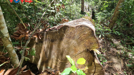 Tàn phá rừng dổi cổ thụ ở Kbang