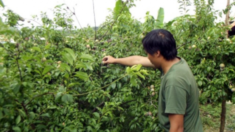 Hiệu quả quỹ hỗ trợ nông dân ở Lào Cai
