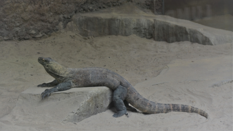 Indonesia giới hạn du khách thăm nơi ở của rồng Komodo