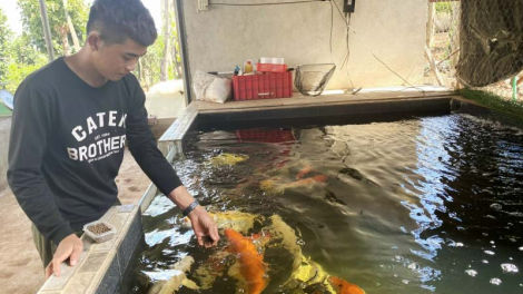 Chàng thanh niên phố núi kiếm tiền tỷ mỗi năm từ nuôi cá Koi