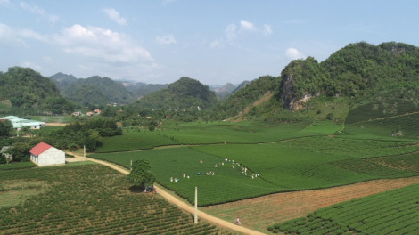 Giá phân bón tăng cao kỷ lục, người trồng chè ở Sơn La gặp khó