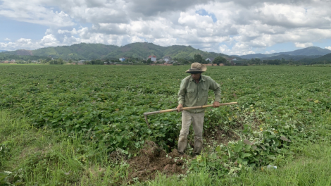 Đắk Lắk: Khoai lang rớt giá, người trồng lo lắng
