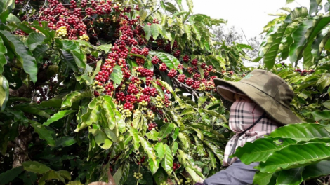 Nông dân Gia Lai tự ủ phân hữu cơ, ứng phó với bão giá