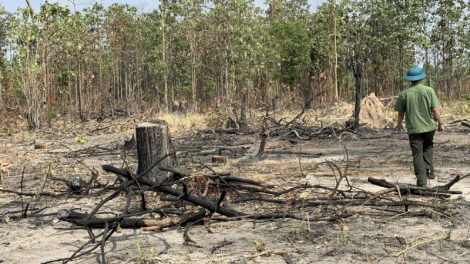 Gia Lai: Rừng chưa được giao, xã gồng gánh giữ rừng trong lo âu