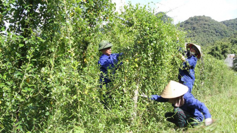 Triển vọng phát triển cây dược liệu trên vùng đất phía Tây Nghệ An