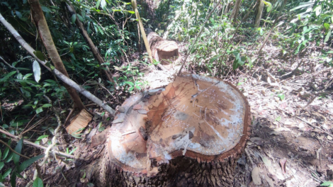 Kon Tum: điều tra làm rõ vụ phá rừng quy mô lớn ở huyện biên giới Sa Thầy