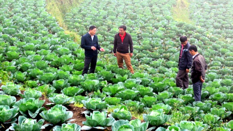 Cải tạo vườn tạp – Cải tạo tư duy sản xuất của người dân Hoàng Su Phì