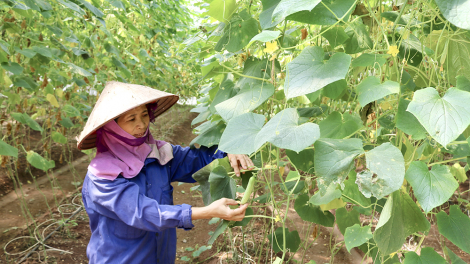 Quỹ hỗ trợ nông dân nâng cao hiệu quả kinh tế cho hội viên ở Thanh Sơn