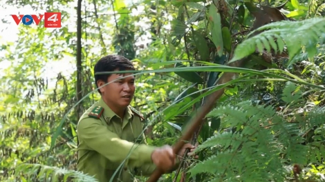 Nạn phá rừng trồng quế ở Lào Cai
