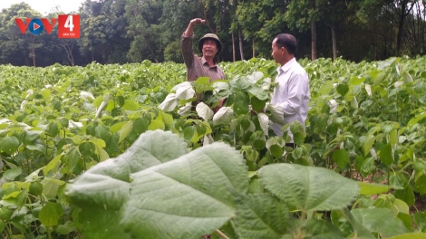 Nông dân Tuyên Quang làm giàu từ cây gai xanh 