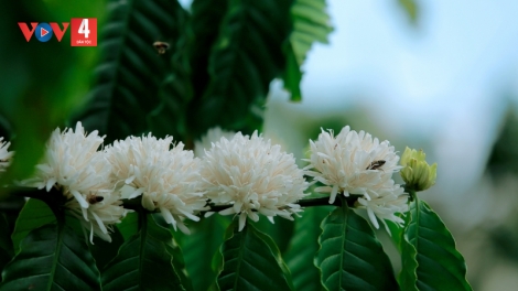 Hoa cà phê mùa ong đi lấy mật 