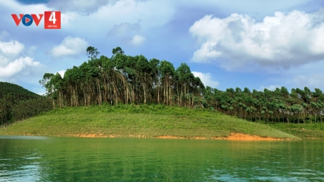 Phát triển kinh tế rừng ở Yên Bái