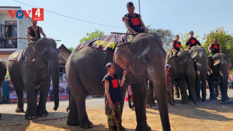 Đồng bào M'nông huyện Lắk cúng sức khỏe cho voi