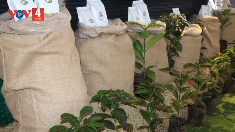 Lào phát triển sản xuất cà phê theo hướng hữu cơ