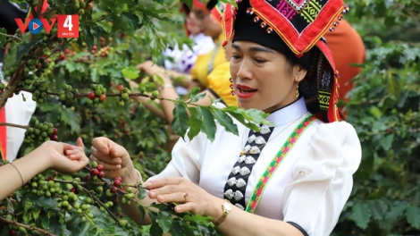Trồng cà phê, nông dân Sơn La thành triệu phú