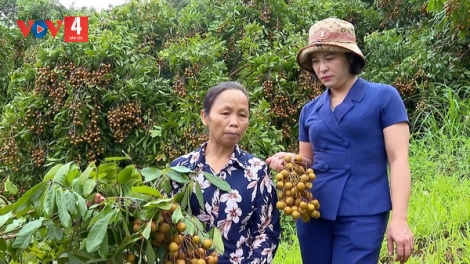 Phát triển cây ăn quả chất lượng trên đất đồi Yên Bái 