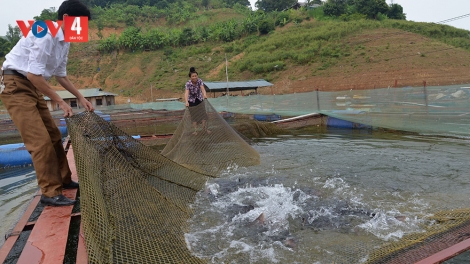 Người dân tái định cư Sơn La khấm khá nhờ nuôi cá lồng