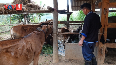  Người dân vùng cao Yên Bái chú trọng bảo vệ gia súc trong mùa rét
