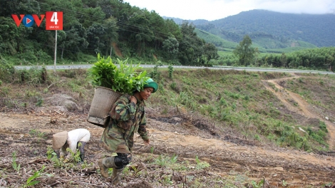 Đắk Lắk không đạt chỉ tiêu về độ che phủ rừng năm 2023