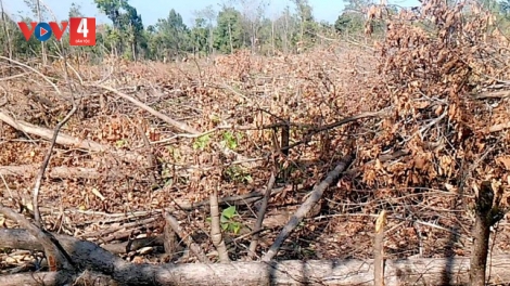 Gia Lai: Điều tra vụ phá rừng ở xã Ia Mơr trong đêm 30 Tết