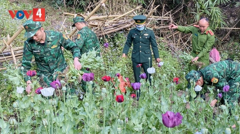 Phá nhổ 600 cây thuốc phiện tại Nậm Pồ - Điện Biên