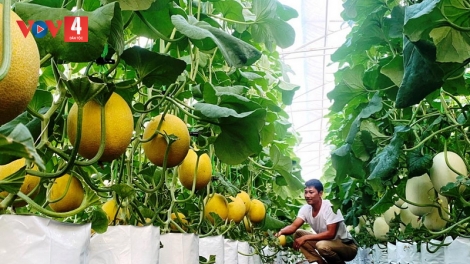 Sản xuất nông nghiệp nhà lưới, nhà màng, hướng phát triển bền vững tại Lai Châu