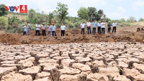 Hơn 2.000 ha cây trồng ở Đắk Lắk  bị ảnh hưởng do nắng hạn