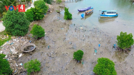 Quảng Nam đã tìm ra nguyên nhân gần 7 ha rừng ngập mặn chết khô