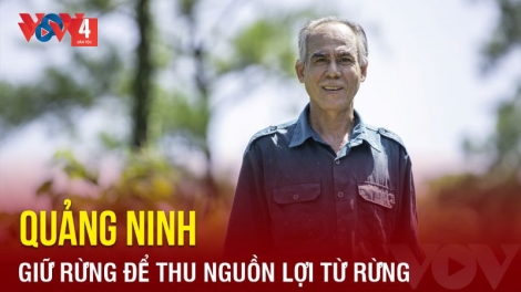Quảng Ninh: Giữ rừng để thu lợi từ rừng