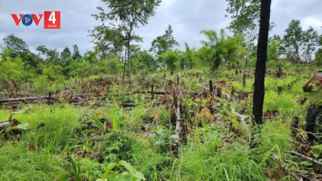 Số vụ phá rừng ở Đắk Lắk vẫn cao