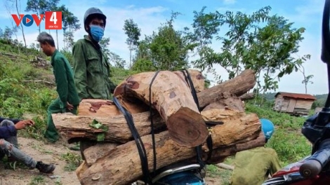 Quản lý bảo vệ rừng khu vực giáp ranh ở Gia Lai còn nhiều gian nan