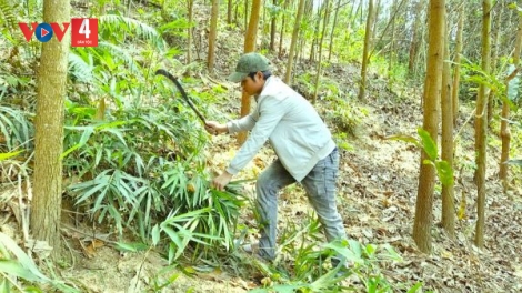  Đồng bào Cơ Tu Quảng Nam trồng rừng gỗ lớn