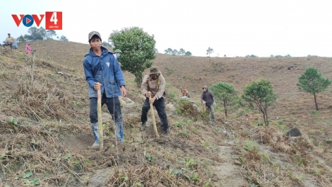 Kế hoạch 10.000 ha, Gia Lai mới trồng được hơn 192 ha rừng