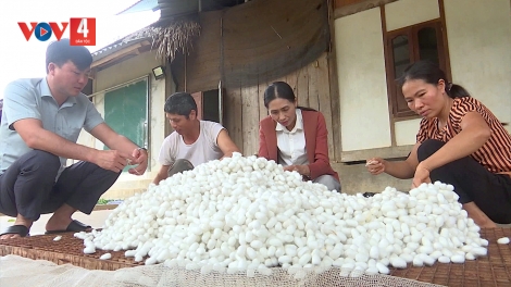 Khôi phục nghề dâu tằm ở Lào Cai – mở ra nhiều cơ hội thoát nghèo, làm giàu