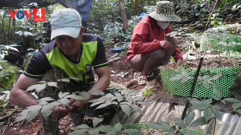 Công khai vườn sâm Ngọc Linh tiền tỷ để phòng chống trộm cắp