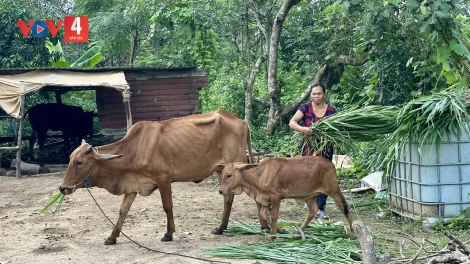 Phát huy vai trò của tổ chức đảng trong phát triển kinh tế