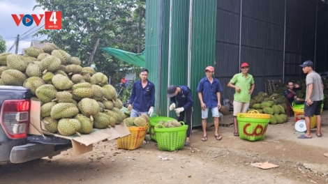 Người dân miền núi Khánh Hoà chuyển đổi canh tác theo hướng hữu cơ