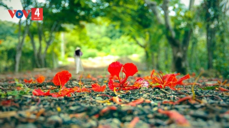 Ca nhạc: MÙA PHƯỢNG NỞ