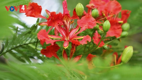 T'RUIH PA XƯL P'RA CƠ TU CHỦ NHẬT T'NGAY 8/6/2025