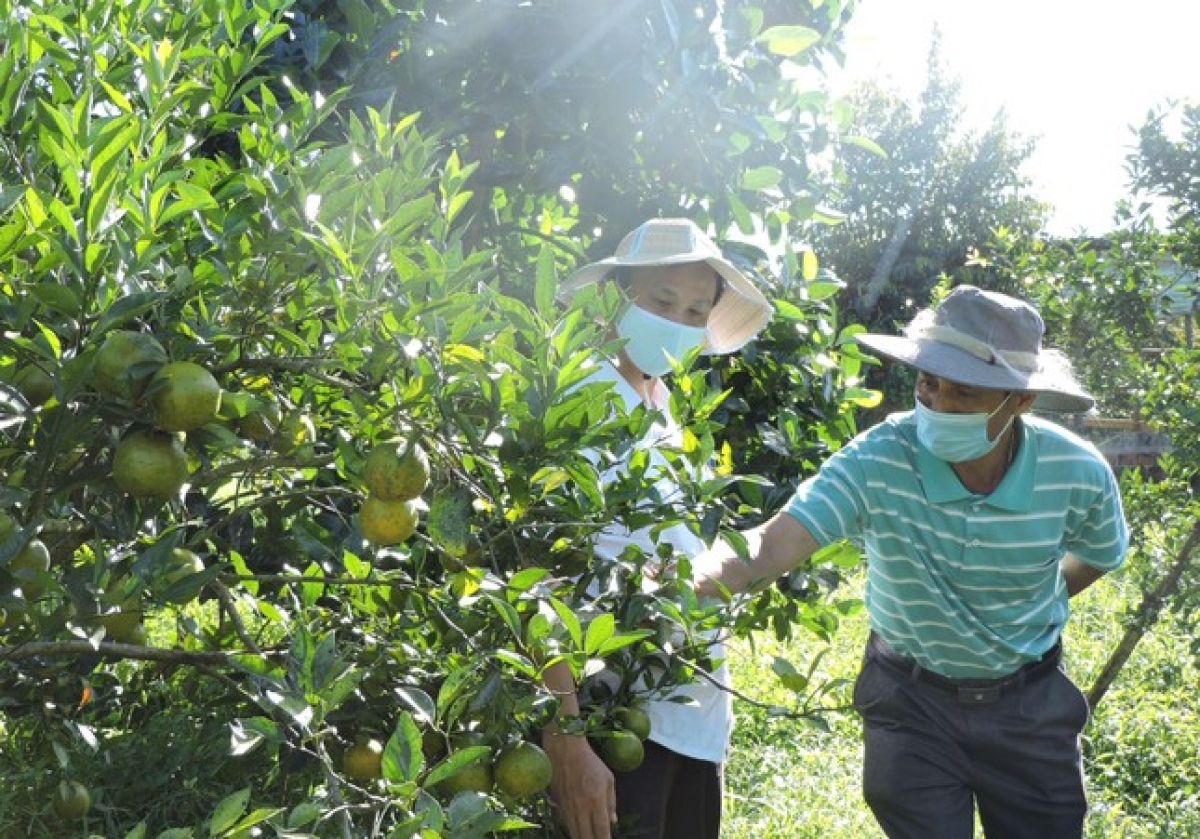 Nâng cao thu nhập cho người dân nông thôn là nhiệm vụ khó nhưng vô cùng quan trọng trong xây dựng nông thôn mới. Ảnh: tienphong.vn