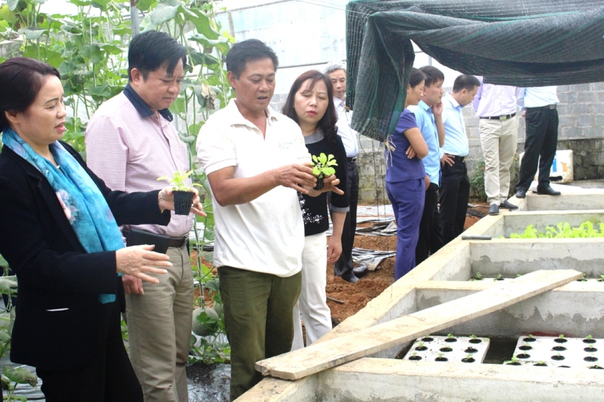 Trồng rau theo phương pháp thủy canh mang lại hiệu quả kinh tế cao của HTX Trồng rau an toàn Tân Đức, xã Đạo Đức (Vị Xuyên). Ảnh: Tư liệu/baohagiang.vn