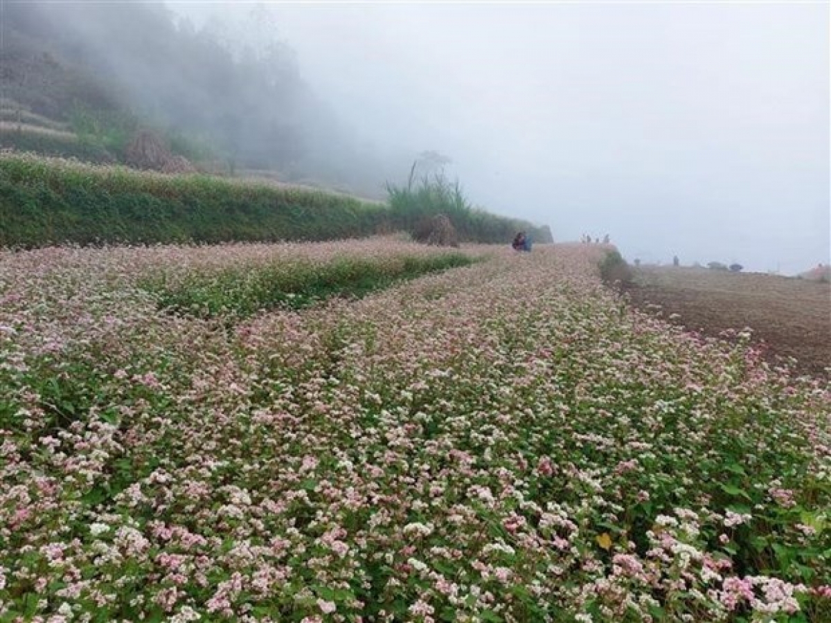 Những vườn hoa tam giác mạch tại Cao nguyên đá Đồng Văn (Hà Giang) là điểm đến thu hút du khách trong và ngoài nước . Ảnh: TTXVN