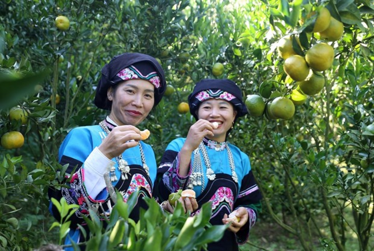 Niềm vui của đồng bào dân tộc Bố Y, xã Lao Chải, thị trấn Mường Khương, khi quả quýt năm nay được mùa, được giá.