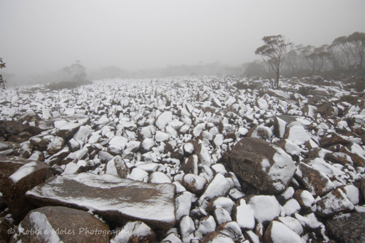 Tuyết rơi trên núi Wellington vào hôm qua. Nguồn: Robbie Moles.