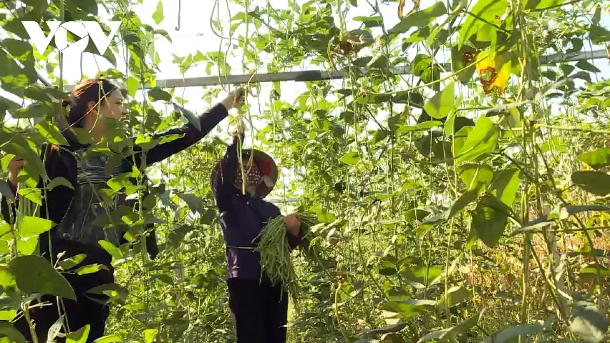 Bà con xã Gia Phú, huyện Bảo Thắng, tỉnh Lào Cai liên kết trồng đậu đũa cho năng suất cao (Ảnh An Kiên VOV Tây Bắc)
