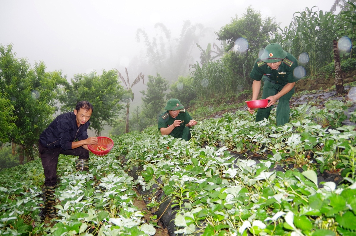 Bộ đội biên phòng Lai Châu giúp đồng bào dân tộc thiểu số ít người vùng biên trồng rau 