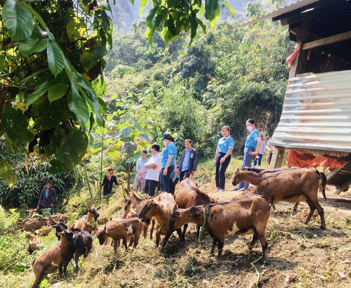 Đồng bào Xê Đăng ở Quảng Nam nuôi dê tập trung để thoát nghèo